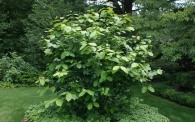 Venus White Sweetshrub (Calycanthus) - 3 Gallon Pot 11 Venus White Sweetshrub (Calycanthus) - 3 Gallon Pot -Chaste Tree World sweet shrub aphrodite shrub 1