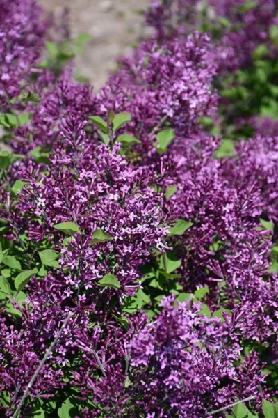 Bloomerang Dark Purple Lilac - 5 Pack Of Quart Pots -Chaste Tree World syringa bloomerang dark purple lilac 23