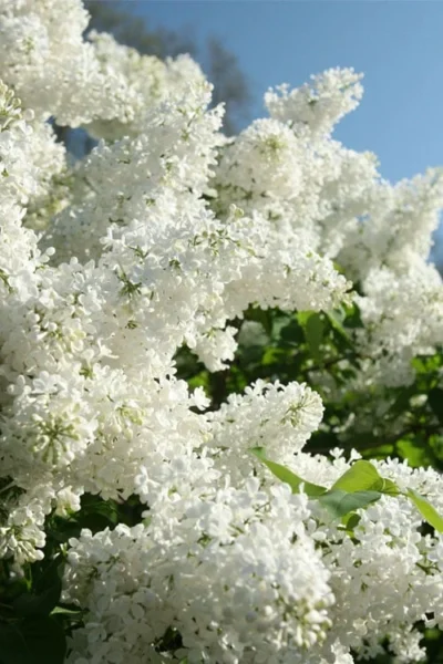Bridal Memories White French Lilac (Syringa Vulgaris) - 3 Gallon Pot 5 Bridal Memories White French Lilac (Syringa Vulgaris) - 3 Gallon Pot -Chaste Tree World syringa bridal memories white lilac 2