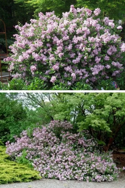 Palibin Dwarf Lilac Bush - 3 Gallon Pot -Chaste Tree World syringa meyeri palibin dwarf lilac 4