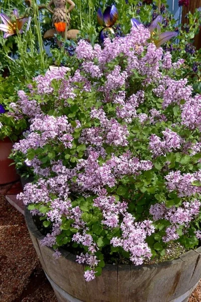 Palibin Dwarf Lilac Bush - 3 Gallon Pot -Chaste Tree World syringa meyeri palibin dwarf lilac 5