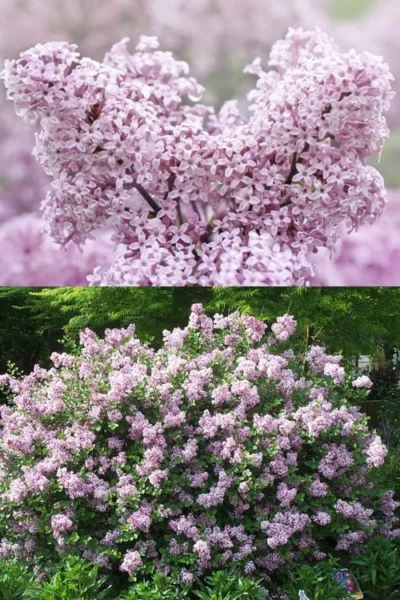Palibin Dwarf Lilac Bush - 3 Gallon Pot -Chaste Tree World syringa meyeri palibin dwarf lilac 7