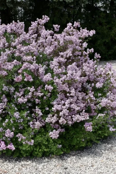 Palibin Dwarf Lilac Bush - 3 Gallon Pot
