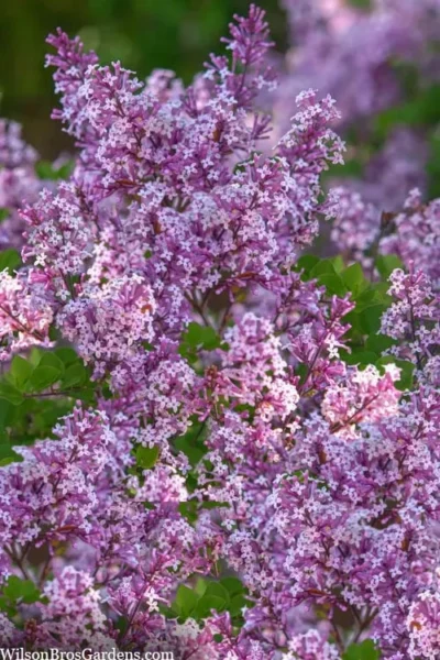 Miss Kim Lilac - 2 Gallon Pot -Chaste Tree World syringa miss kim lilac 9