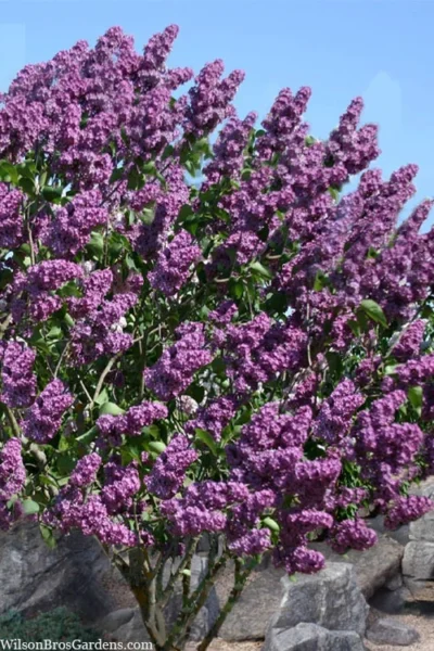 Pocohantas Lilac (Syringa) - 3 Gallon Pot 7 Pocohantas Lilac (Syringa) - 3 Gallon Pot -Chaste Tree World syringa pocahontas canadian lilac 2