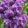 Pocohantas Lilac (Syringa) - 3 Gallon Pot