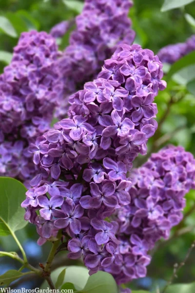 Pocohantas Lilac (Syringa) - 3 Gallon Pot