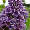Albert F. Holden Purple French Lilac (Syringa) - 3 Gallon Pot