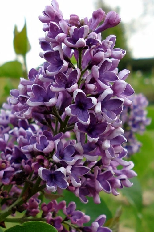 Chaste Tree World -Chaste Tree World syringa vulgaris albert f holden lilac 2