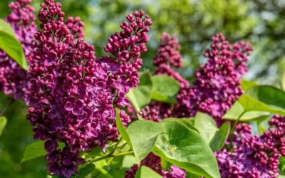 Ludwig Spaeth French Lilac (Syringa) - 1 Gallon Pot -Chaste Tree World syringa vulgaris ludwig spaeth lilac 4
