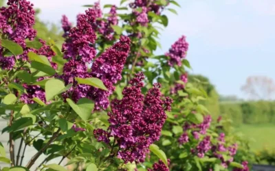 Ludwig Spaeth French Lilac (Syringa) - 1 Gallon Pot -Chaste Tree World syringa vulgaris ludwig spaeth lilac 5