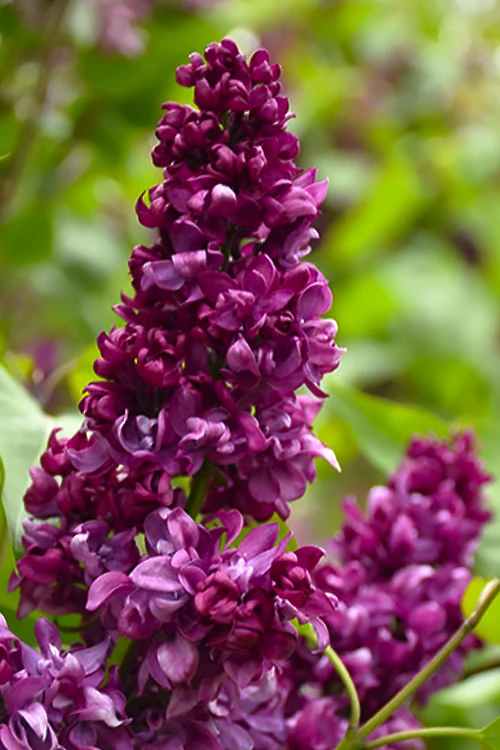 Monge French Lilac (Syringa) - 3 Gallon Pot 1 Monge French Lilac (Syringa) - 3 Gallon Pot