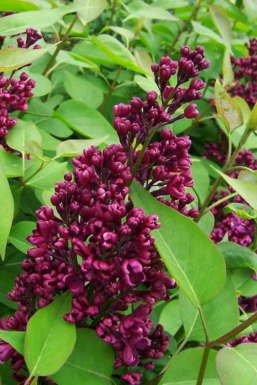 Monge French Lilac (Syringa) - 3 Gallon Pot 5 Monge French Lilac (Syringa) - 3 Gallon Pot - Image 5