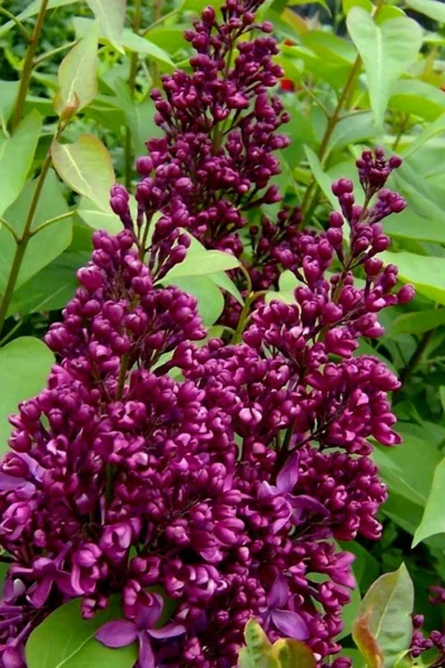 Monge French Lilac (Syringa) - 3 Gallon Pot 8 Monge French Lilac (Syringa) - 3 Gallon Pot -Chaste Tree World syringa vulgaris monge lilac 3