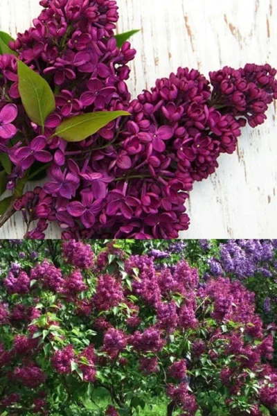 Monge French Lilac (Syringa) - 3 Gallon Pot 7 Monge French Lilac (Syringa) - 3 Gallon Pot -Chaste Tree World syringa vulgaris monge lilac 4