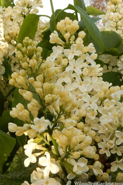 Primrose Yellow French Lilac (Syringa) - 2 Gallon Pot