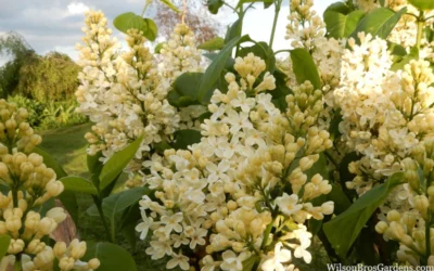 Primrose Yellow French Lilac (Syringa) - 2 Gallon Pot 7 Primrose Yellow French Lilac (Syringa) - 2 Gallon Pot -Chaste Tree World syringa vulgaris primrose yellow french lilac 4