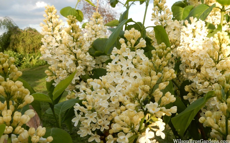 Primrose Yellow French Lilac (Syringa) - 2 Gallon Pot 3 Primrose Yellow French Lilac (Syringa) - 2 Gallon Pot - Image 3