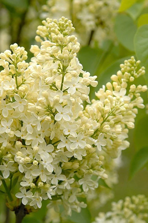 Primrose Yellow French Lilac (Syringa) - 2 Gallon Pot 5 Primrose Yellow French Lilac (Syringa) - 2 Gallon Pot - Image 5