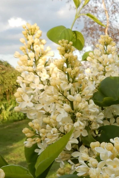 Primrose Yellow French Lilac (Syringa) - 2 Gallon Pot 8 Primrose Yellow French Lilac (Syringa) - 2 Gallon Pot -Chaste Tree World syringa vulgaris primrose yellow lilac 2