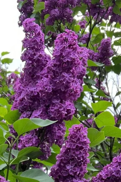 Yankee Doodle Purple French Lilac (Syringa) - 3 Gallon Pot 5 Yankee Doodle Purple French Lilac (Syringa) - 3 Gallon Pot -Chaste Tree World syringa vulgaris yankee doodle feench lilac 1