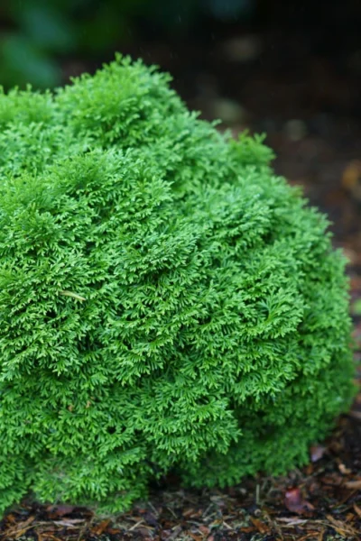 Tater Tot Arborvitae (Thuja) - 2 Gallon Pot