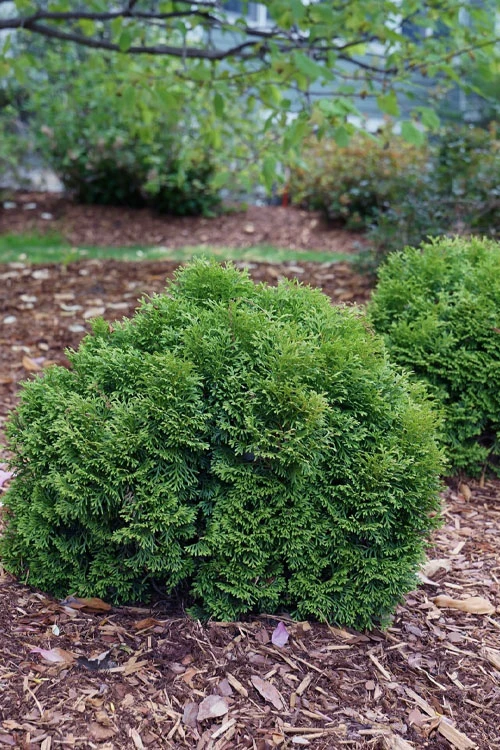 Tater Tot Arborvitae (Thuja) - 2 Gallon Pot 5 Tater Tot Arborvitae (Thuja) - 2 Gallon Pot - Image 5
