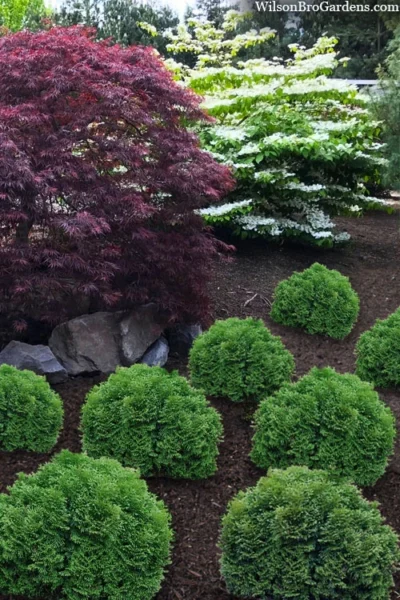 Tater Tot Arborvitae (Thuja) - 2 Gallon Pot 8 Tater Tot Arborvitae (Thuja) - 2 Gallon Pot -Chaste Tree World thuja occidentalis tater tot arborvitae 4