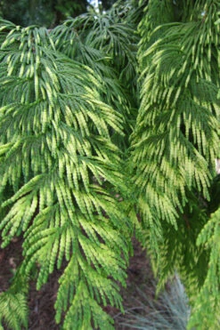 Zebrina Giant Arborvitae (Western Red Cedar) - 2 Gallon Pot -Chaste Tree World thuja plicata zebrina western red cedar 1