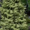 Zebrina Giant Arborvitae (Western Red Cedar) - 2 Gallon Pot
