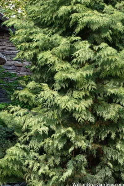 Zebrina Giant Arborvitae (Western Red Cedar) - 2 Gallon Pot -Chaste Tree World thuja plicata zebrina western red cedar 3