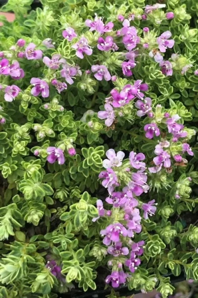 Highland Cream Creeping Thyme - 5 Pack Of Quart Pots 11 Highland Cream Creeping Thyme - 5 Pack Of Quart Pots -Chaste Tree World thyme highland cream 500x750 1