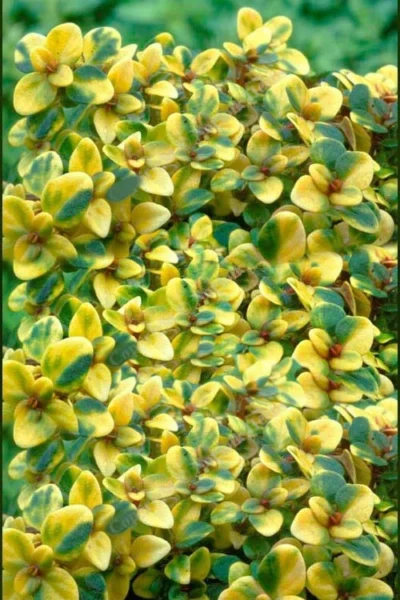 Doone Valley Thyme - 6 Pack Of Pint Pots -Chaste Tree World thymus citriodorus doone valley 2 1