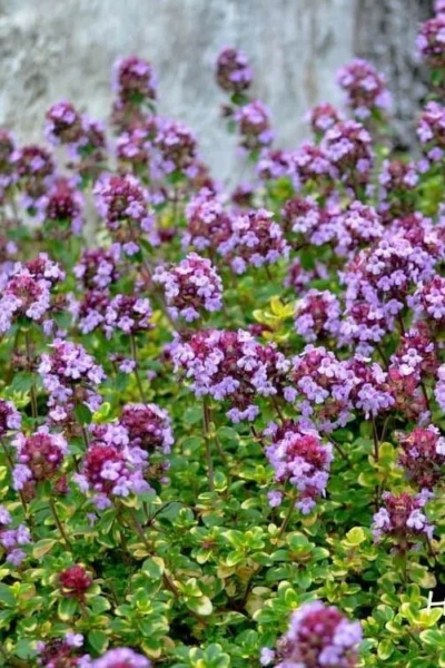 Doone Valley Thyme - 6 Pack Of Pink Pots 10 Doone Valley Thyme - 6 Pack Of Pink Pots -Chaste Tree World thymus citriodorus doone valley 3