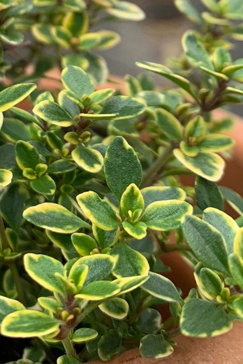 Golden Lemon Thyme (Thymus Citriodorus 'Aurea') - 6 Pack Of Pint Pots 1 Golden Lemon Thyme (Thymus Citriodorus 'Aurea') - 6 Pack Of Pint Pots