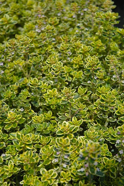 Golden Lemon Thyme - Thymus Citriodorus 'Aurea') - 5 Pack Of Quart Pots -Chaste Tree World thymus citriodorus golden lemon thyme 3 2