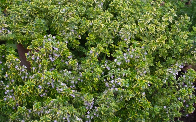 Golden Lemon Thyme (Thymus Citriodorus 'Aurea') - 6 Pack Of Pint Pots 5 Golden Lemon Thyme (Thymus Citriodorus 'Aurea') - 6 Pack Of Pint Pots - Image 5