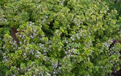 Golden Lemon Thyme - Thymus Citriodorus 'Aurea') - 5 Pack Of Quart Pots -Chaste Tree World thymus citriodorus golden lemon thyme 4 2