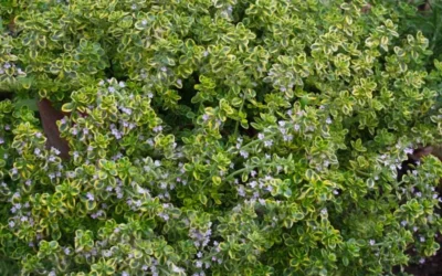 Golden Lemon Thyme - Thymus Citriodorus 'Aurea') - 5 Pack Of Quart Pots -Chaste Tree World thymus citriodorus golden lemon thyme 4