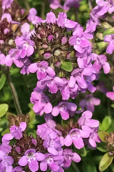 Lime Thyme (Thymus Citriodorus)- 5 Pack Of Pint Pots 7 Lime Thyme (Thymus Citriodorus)- 5 Pack Of Pint Pots -Chaste Tree World thymus citriodorus lime thyme 3