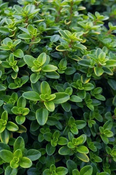 Lemon Creeping Thyme - 5 Pack Of Quart Pots -Chaste Tree World thymus citrriodorus lemon thyme 1