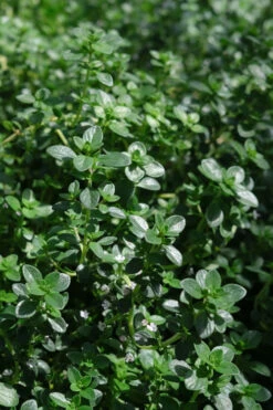 Lemon Creeping Thyme - 5 Pack Of Quart Pots -Chaste Tree World thymus citrriodorus lemon thyme 2