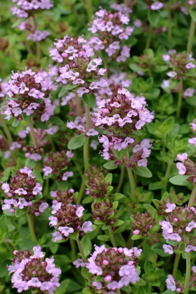 Lemon Creeping Thyme - 5 Pack Of Quart Pots