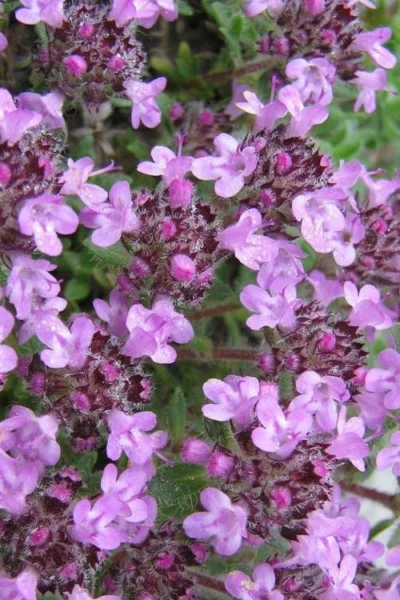 Moonlight Thyme (Thymus Leucotrichus 'Juniper') - 5 Pack Of Pint Pots