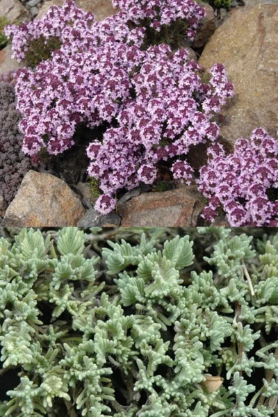 Moonlight Thyme (Thymus Leucotrichus 'Juniper') - 5 Pack Of Pint Pots -Chaste Tree World thymus leucotrichus juniper moonlight thyme 2