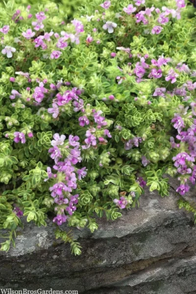 Highland Cream Creeping Thyme - 5 Pack Of Quart Pots -Chaste Tree World thymus praecox highland creeping thyme 1 1