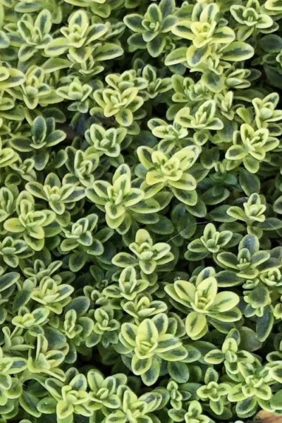 Highland Cream Creeping Thyme - 5 Pack Of Quart Pots -Chaste Tree World thymus praecox highland creeping thyme 4 1