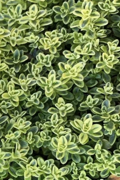 Highland Cream Creeping Thyme - 5 Pack Of Quart Pots 10 Highland Cream Creeping Thyme - 5 Pack Of Quart Pots -Chaste Tree World thymus praecox highland creeping thyme 4