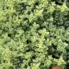 Highland Cream Creeping Thyme - 5 Pack Of Quart Pots