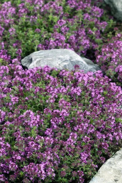 Magic Carpet Creeping Thyme (Thymus Serpyllum) - 6 Pack Of Pint Pots -Chaste Tree World thymus serpyllum magic carpet creeping thyme 2